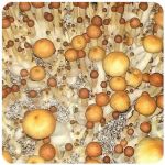 Псилоцибиновые (галлюциногенные)  грибы Psilocybin "Golden Teacher" в Таре