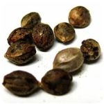 Семена марихуаны АК-47  (Seeds AK-47) в Таре